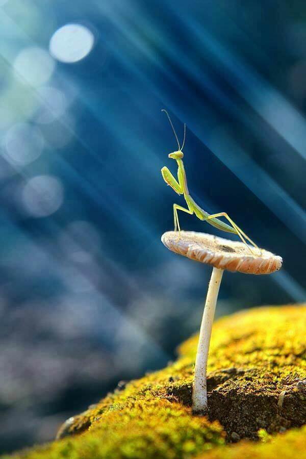 mantis.jpg mantis.jpg