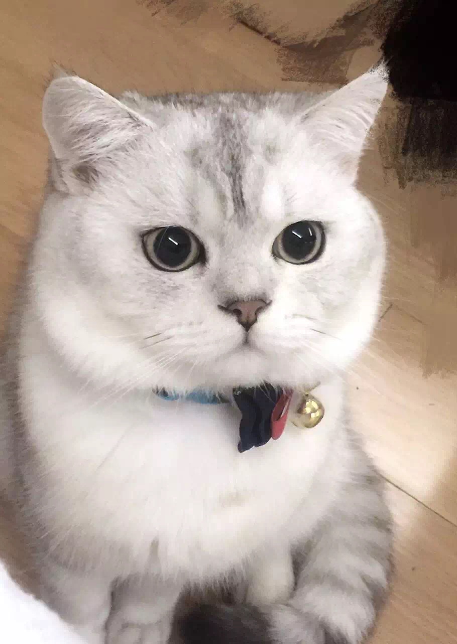 猫猫 楽天市場】SAKURAYAMA サクラヤマ レザー 折り財布 L字